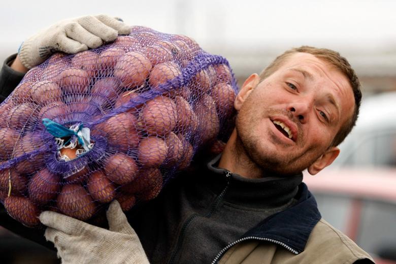 На Урале вывели новый раннеспелый сорт картофеля